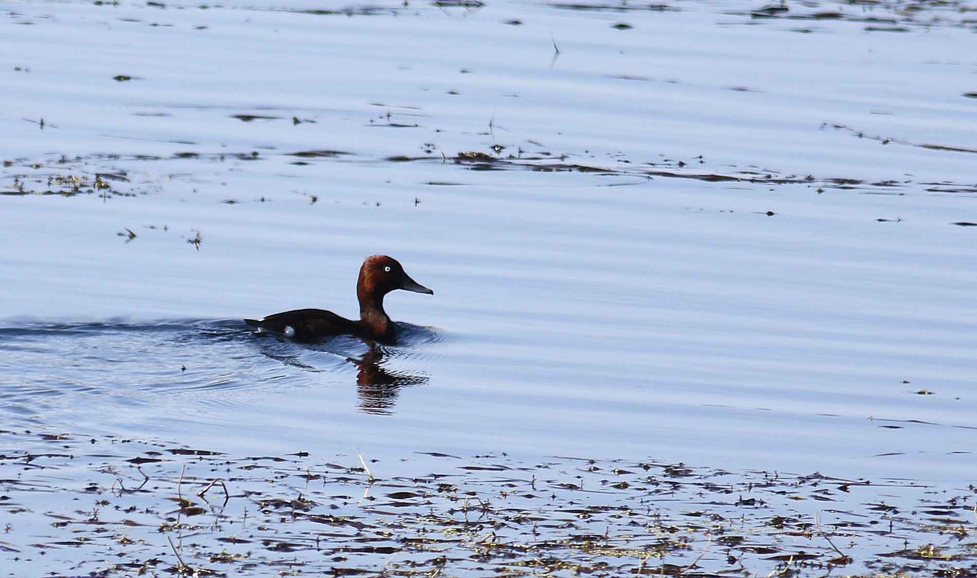 Ferruginous Duck